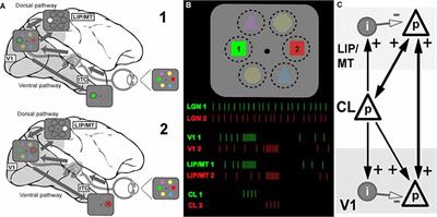 An Integrated Neuronal Model of Claustral Function in Timing the Synchrony Between Cortical Areas